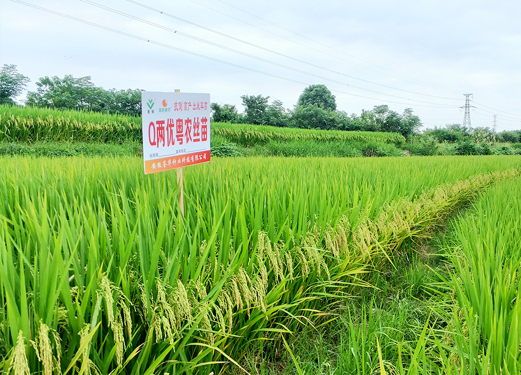 Q兩優(yōu)粵農(nóng)絲苗